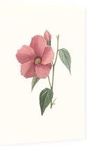 Hibiscus Aquarel (Hibiscus) - Foto op Dibond - 60 x 90 cm