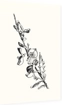 Genisteae zwart-wit (Broom) - Foto op Dibond - 60 x 90 cm