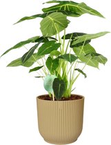 Kamerplant van Botanicly – Olifantsoor in beige ELHO plastic pot als set – Hoogte: 70 cm – Alocasia Frydek