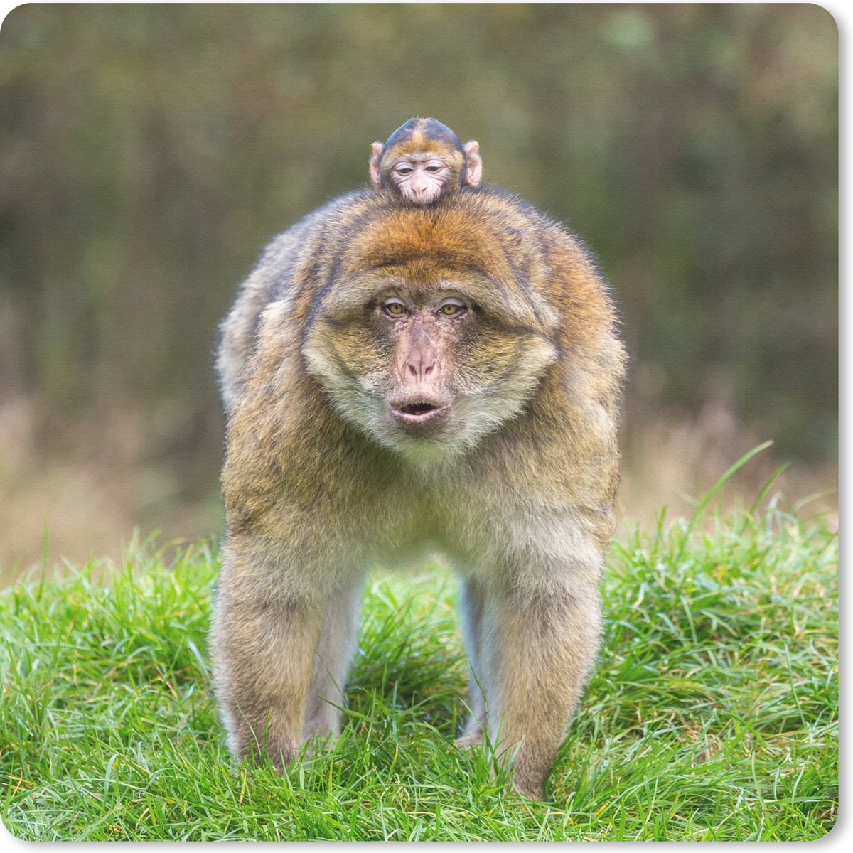 Muismat 30x30 cm - Mousepad Dier - Aap - Baby - Muismatten