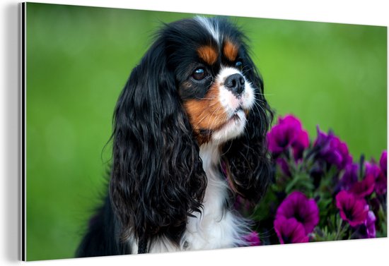 Décoration murale Métal - Peinture Aluminium - Cavalier King Charles Spaniel avec Fleurs Violettes - 40x20 cm