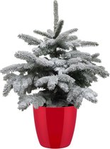 Hagen en struiken van Botanicly – Dwergspar – Hoogte: 85 cm – Picea glauca Conica