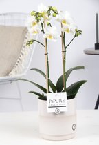 Orchidee van Botanicly – Vlinder orchidee in witte keramische pot als set – Hoogte: 45 cm, 1 tak – Phalaenopsis multiflora