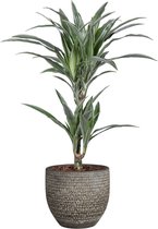 Kamerplant van Botanicly – Drakenboom in veelkleurig Keramisch pot 'MICA' als set – Hoogte: 65 cm – Dracaena fragr. Warneckii