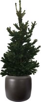 Boom van Botanicly – Picea abies Wills Zwerg in bruin plastic pot 'ELHO pure beads' als set – Hoogte: 90 cm