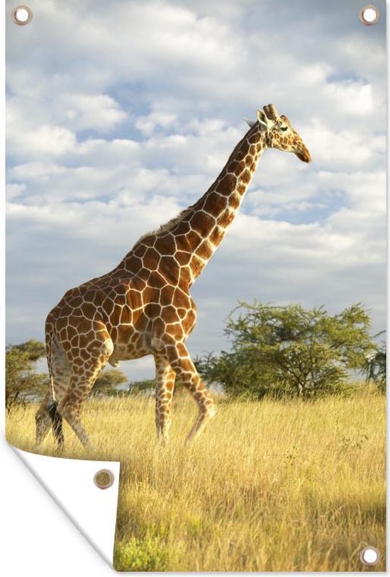 Muurdecoratie Giraffe - Lucht - Gras - 120x180 cm - Tuinposter - Tuindoek - Buitenposter
