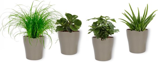 Peperomia Plante suspendue artificielle panachée 90cm | Maxifleur