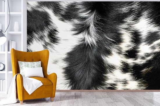Papier peint Papier peint photo en vinyle - La peau de vache d'une vache longicorne largeur 525 cm x hauteur 350 cm - Tirage photo sur papier peint (disponible en 7 tailles)