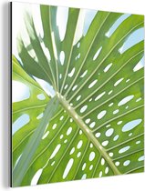 Wanddecoratie Metaal - Aluminium Schilderij Industrieel - Een groen botanisch blad in de zon - 20x20 cm - Dibond - Foto op aluminium - Industriële muurdecoratie - Voor de woonkamer/slaapkamer