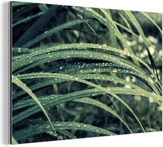 Wanddecoratie Metaal - Aluminium Schilderij Industrieel - Groen botanisch gras na regenval - 60x40 cm - Dibond - Foto op aluminium - Industriële muurdecoratie - Voor de woonkamer/slaapkamer