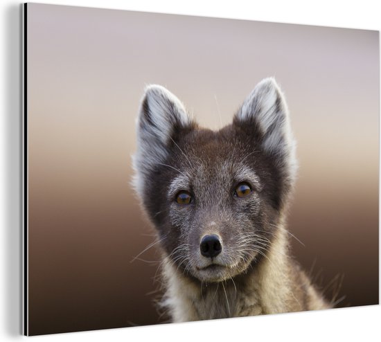 Young Arctic Fox Aluminium 60x40 cm - Tirage photo sur Aluminium (décoration murale métal)