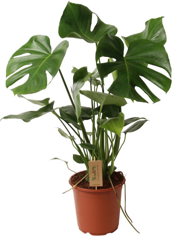 ZynesFlora - Monstera Deliciosa - Kamerplant - Ø 21 cm - ↕ Hoogte: 80-85cm – Gatenplant