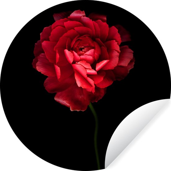 Renoncule rouge avec un fond noir Sticker mural cercle mural 80x80 cm / cercle papier peint / cercle mural / cercle vivant - autocollant & découpe ronde