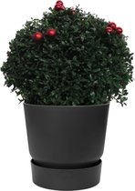 Hellogreen Kamerplant - Ilex Crenata - Japanse Kerst Hulst - 45 cm - ELHO Greenville Outdoorpot Zwart
