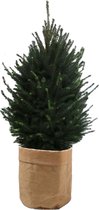 Hellogreen Kamerplant - Echte Kleine Kerstboom - Picea Glauca - 130 cm - Sizo bag Naturel