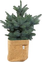 Hellogreen Kamerplant - Echte Kleine Kerstboom - Blauwspar - 50 cm - Sizo bag Kurk