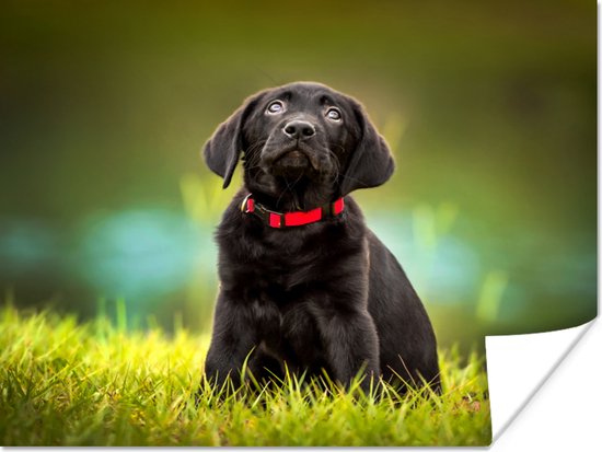 Un Labrador Retriever noir regardant vers le haut Poster 40x30 cm - petit -  Tirage... | bol.com