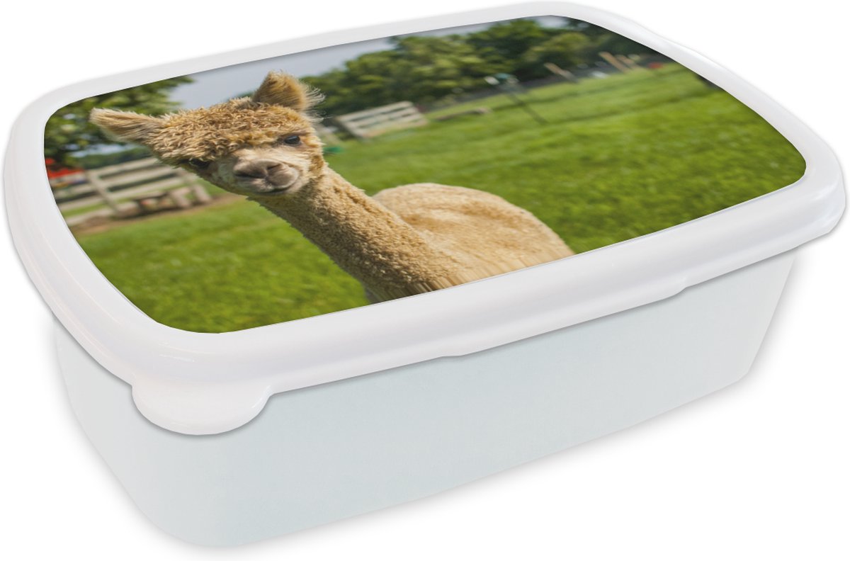 Broodtrommel Wit - Lunchbox - Brooddoos - Baby - Alpaca - Gras - 18x12x6 cm - Volwassenen