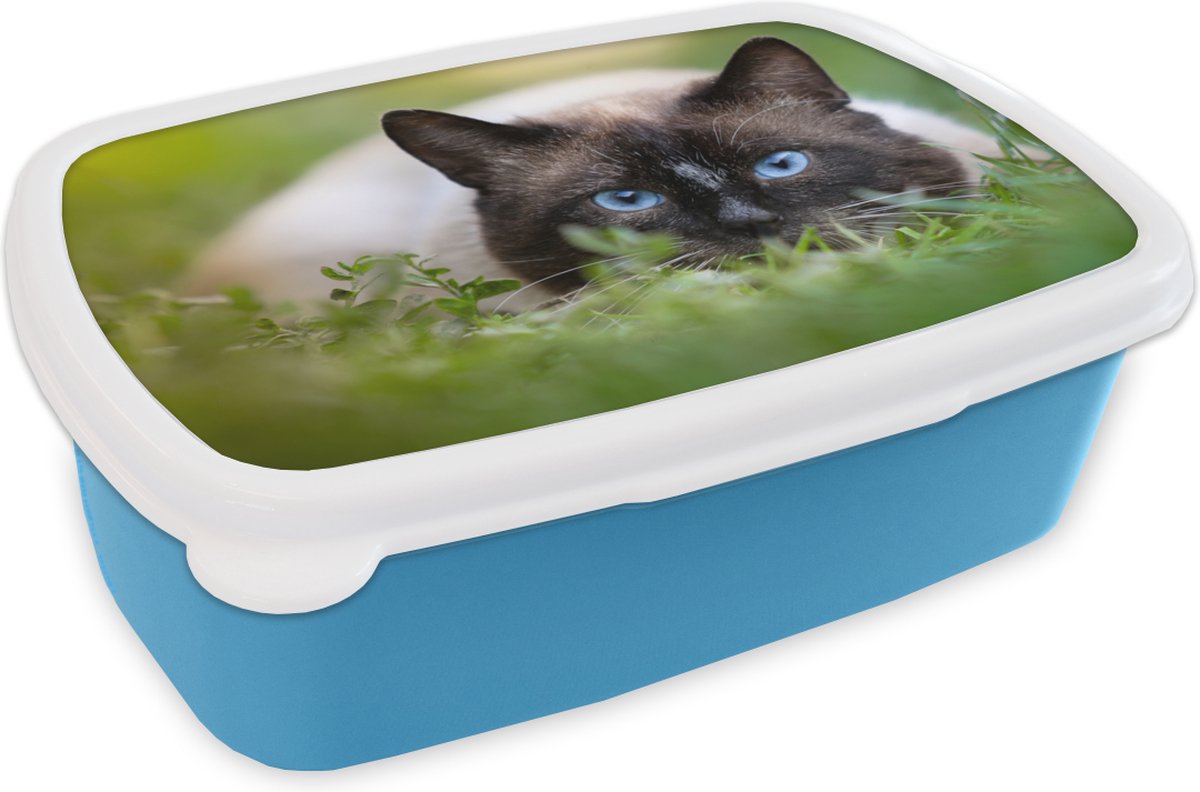Broodtrommel Blauw - Lunchbox - Brooddoos - Kat - Gras - Portret - 18x12x6 cm - Kinderen - Jongen
