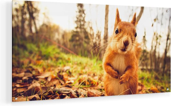 Artaza Glasschilderij - Eekhoorn in het Bos tijdens de Herfst - 80x40 - Plexiglas Schilderij - Foto op Glas