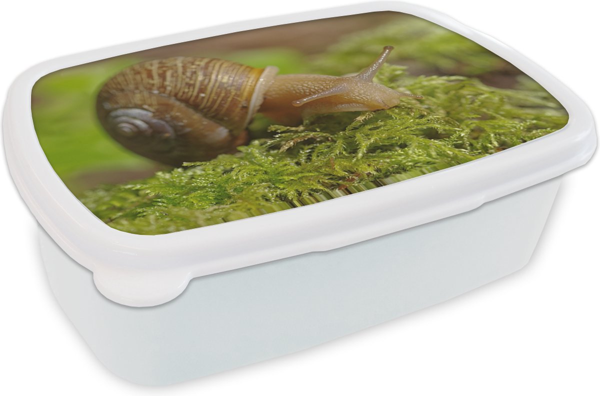 Broodtrommel Wit - Lunchbox - Brooddoos - Slak op mos - 18x12x6 cm - Volwassenen