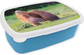 Broodtrommel Blauw - Lunchbox - Brooddoos - Een familie Capibara's in een groen gebied - 18x12x6 cm - Kinderen - Jongen