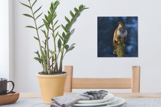 Une buse est assise sur une branche de pin et donne sur les paysages du Tyrol Toile 20x20 cm - petit - Tirage photo sur toile (Décoration murale salon / chambre)