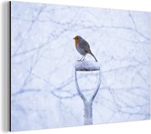 Robin sur une pelle enneigée Aluminium 60x40 cm - Tirage photo sur aluminium (décoration murale en métal)