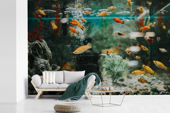 Sada ingenieur Slot Behang - Fotobehang visjes in een aquarium - Breedte 330 cm x hoogte 220 cm  | bol.com