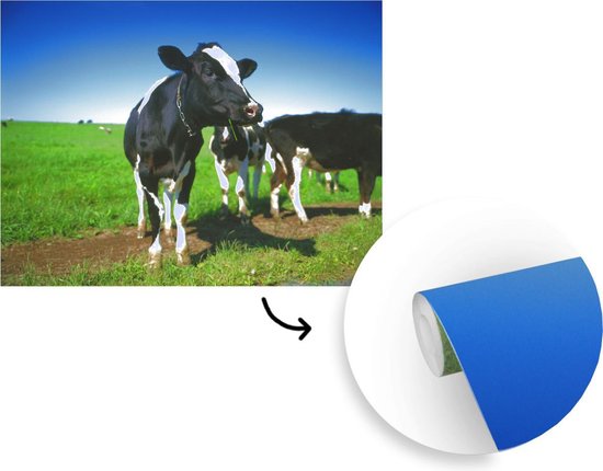 Fond d' écran - Papier peint photo - vaches frisonnes dans la prairie avec un ciel bleu - Largeur 300 cm x hauteur 240 cm
