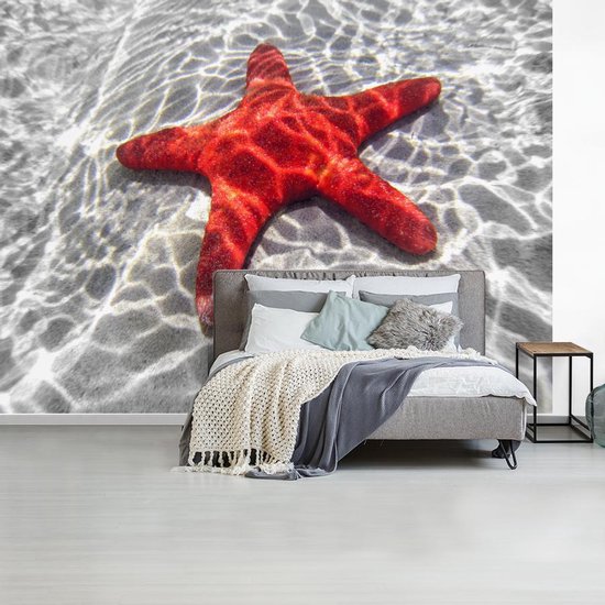 Papier peint Papier peint photo en vinyle - Une étoile de mer rouge est visible sous l'eau largeur 350 cm x hauteur 260 cm - Tirage photo sur papier peint (disponible en 7 tailles) / Mer et plage