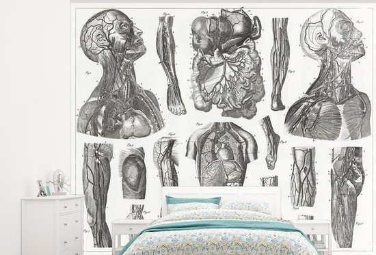 Papier peint photo peint vinyle - Ancienne illustration du système cardiovasculaire largeur 375 cm x hauteur 300 cm - Tirage photo sur papier peint (disponible en 7 tailles)
