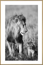 JUNIQE - Poster met kunststof lijst Lion Teaching His Cub -40x60