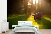 Behang - Fotobehang zonnestralen over een zwarte puppy - Breedte 330 cm x hoogte 220 cm