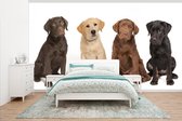 Behang - Fotobehang 4 verschillende kleuren Labrador Retriever pups - Breedte 465 cm x hoogte 260 cm