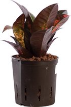 Plant in hydrocultuur systeem van Botanicly: Croton met weinig onderhoud – Hoogte: 25 cm – Codiaeum variegatum Mrs Iceton
