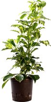 Plant in hydrocultuur systeem van Botanicly: Vingersboom met weinig onderhoud – Hoogte: 45 cm – Schefflera arb. Sofia