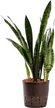Plant in hydrocultuur systeem van Botanicly: Vrouwentongen met weinig onderhoud – Hoogte: 45 cm – Sansevieria trif. Ceylanica