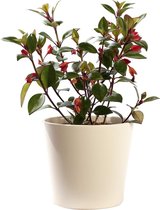 Plant in hydrocultuur systeem van Botanicly: Goudvisbloem met weinig onderhoud – in crème kleurig hydrocultuur sierpot – Hoogte: 5 cm – Hypocyrta Glabra