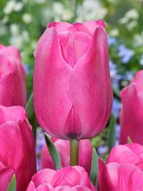 100x Tulpen 'Don quichotte'  bloembollen met bloeigarantie