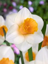 100x Narcissen 'Salome'  bloembollen met bloeigarantie