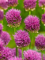 500x Allium 'Sphaerocephalon'  bloembollen met bloeigarantie