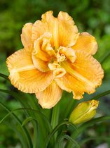 25x Daglelies 'Hemerocallis smugglers gold'  bloembollen met bloeigarantie