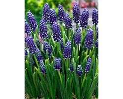 100x Blauwe druifjes 'Muscari night eyes' - BULBi® Bloembollen met bloeigarantie