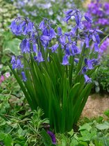 100x Boshyacint 'Hyacinthoides non-scripta'  bloembollen met bloeigarantie
