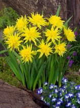 80x Narcissen 'Rip van winkle'  bloembollen met bloeigarantie