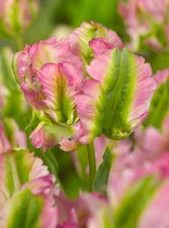 100x Tulpen 'Green wave'  bloembollen met bloeigarantie