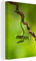 Canvas Schilderij Groene slang hangt van tak - 60x90 cm - Wanddecoratie
