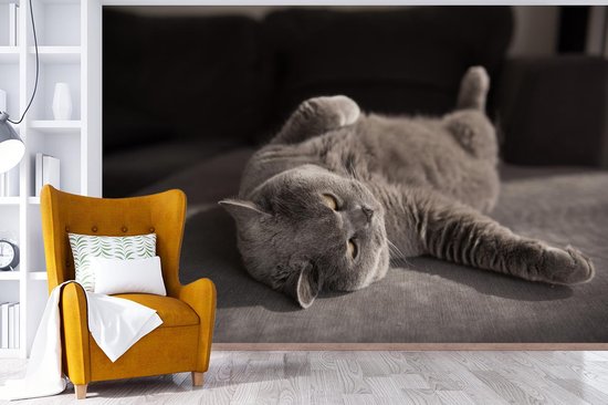 Papier peint Papier peint photo en vinyle - Chat sur une chaise grise largeur 330 cm x hauteur 220 cm - Tirage photo sur papier peint (disponible en 7 tailles)