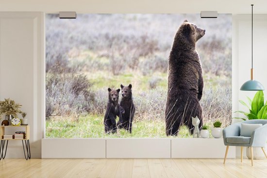 Papier peint vinyle - Un grizzli regarde autour de lui pour protéger les bébés largeur 330 cm x hauteur 220 cm - Tirage photo sur papier peint (disponible en 7 tailles)